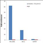 Phospho-ETS2 (Thr72) Antibody