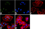 Phospho-ETS1 (Ser282, Ser285) Antibody in Immunocytochemistry (ICC/IF)