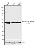 Phospho-ETS1 (Ser282, Ser285) Antibody in Western Blot (WB)