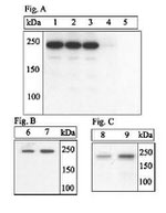 Phospho-mTOR (Ser2448) Antibody in Western Blot (WB)