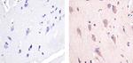 Phospho-AMPK alpha-1,2 (Thr183, Thr172) Antibody in Immunohistochemistry (Paraffin) (IHC (P))