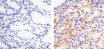 Phospho-SGK1 (Thr256) Antibody in Immunohistochemistry (Paraffin) (IHC (P))