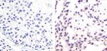 Phospho-MDM2 (Ser166) Antibody in Immunohistochemistry (Paraffin) (IHC (P))