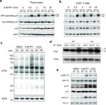 Phospho-PLCG1 (Tyr783) Antibody in Western Blot (WB)