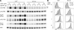 Phospho-LAT (Tyr132) Antibody in Western Blot (WB)