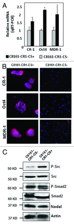 Phospho-SMAD2 (Ser465, Ser467) Antibody in Western Blot (WB)