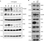 Phospho-SMAD2 (Ser465, Ser467) Antibody in Western Blot (WB)