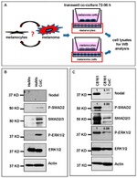 ERK1/ERK2 Antibody in Western Blot (WB)