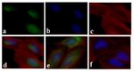 Phospho-SMAD3 (Ser423, Ser425) Antibody in Immunocytochemistry (ICC/IF)