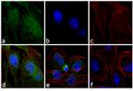 Phospho-c-Abl (Tyr245) Antibody in Immunocytochemistry (ICC/IF)