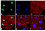 Phospho-c-Fos (Thr232) Antibody