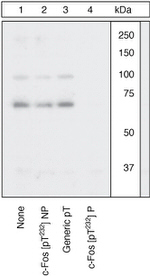 Phospho-c-Fos (Thr232) Antibody in Western Blot (WB)