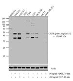 Phospho-CREB (Ser129, Ser133) Antibody