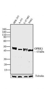 OPRK1 Antibody in Western Blot (WB)