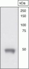 OPRM1 Antibody in Western Blot (WB)