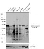 OPRM1 Antibody in Western Blot (WB)