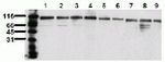 TOP1 Antibody in Western Blot (WB)