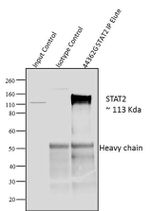 STAT2 Antibody in Immunoprecipitation (IP)