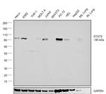 STAT5 alpha/beta Antibody in Western Blot (WB)