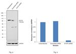 STAT5 alpha/beta Antibody