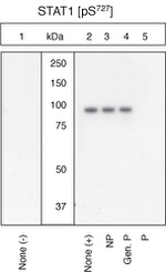 Phospho-STAT1 (Ser727) Antibody in Western Blot (WB)