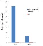 Phospho-STAT1 (Ser727) Antibody