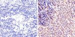 Phospho-STAT1 (Ser727) Antibody in Immunohistochemistry (Paraffin) (IHC (P))