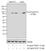 Phospho-STAT3 (Ser727) Antibody