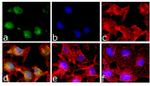 Phospho-STAT5 alpha (Tyr694) Antibody in Immunocytochemistry (ICC/IF)