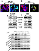 Phospho-JAK1 (Tyr1022, Tyr1023) Antibody in Western Blot (WB)