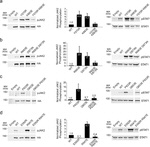 Phospho-JAK2 (Tyr1007, Tyr1008) Antibody in Western Blot (WB)