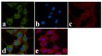 BID p15 Antibody in Immunocytochemistry (ICC/IF)