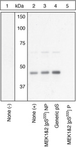 Phospho-MEK1/MEK2 (Ser222) Antibody in Western Blot (WB)