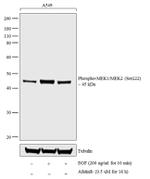 Phospho-MEK1/MEK2 (Ser222) Antibody