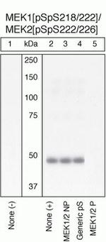 Phospho-MEK1/MEK2 (Ser218, Ser222, Ser226) Antibody in Western Blot (WB)