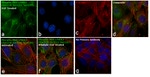 Phospho-MEK1/MEK2 (Ser218, Ser222, Ser226) Antibody