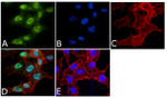 Phospho-MEK1/MEK2 (Ser218, Ser222, Ser226) Antibody in Immunocytochemistry (ICC/IF)