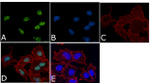 Phospho-MEK1 (Thr292) Antibody in Immunocytochemistry (ICC/IF)