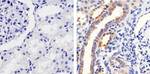 Phospho-MEK1 (Ser298) Antibody in Immunohistochemistry (Paraffin) (IHC (P))