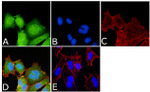 Phospho-MEK1 (Ser298) Antibody in Immunocytochemistry (ICC/IF)