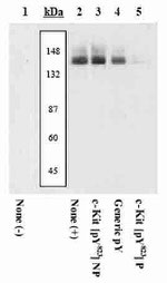 Phospho-c-Kit (Tyr823) Antibody in Western Blot (WB)