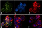 Phospho-c-Kit (Tyr823) Antibody