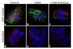 Phospho-c-Raf (Ser259) Antibody