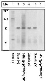 Phospho-c-Raf (Ser338, Tyr340) Antibody in Immunoprecipitation (IP)