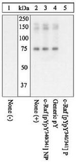 Phospho-c-Raf (Tyr340, Tyr341) Antibody in Western Blot (WB)