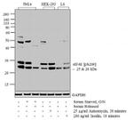 Phospho-eIF4E (Ser209) Antibody in Western Blot (WB)