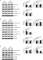 Phospho-eIF2b epsilon (Ser539) Antibody in Western Blot (WB)