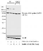 Phospho-eIF2b epsilon (Ser539) Antibody