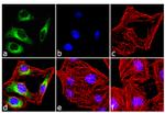 Phospho-HSP25 (Ser86) Antibody