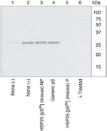 Phospho-HSP25 (Ser86) Antibody in Western Blot (WB)